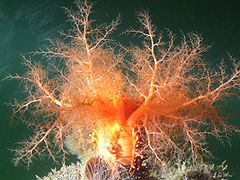 Bouche d'une Cucumaria miniata, pourvue de bras tentaculaires arborescents en fractales, destinés au filtrage de l'eau.