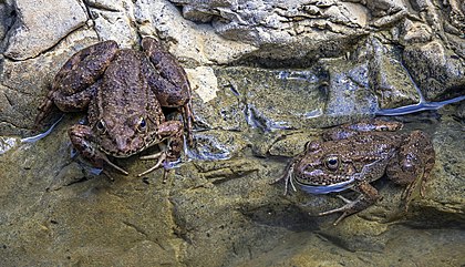 Rã-d'água-cipriota (Pelophylax cypriensis), sob a ponte Elia, Chipre. É uma espécie de rã da família Ranidae e endêmica de Chipre. Possui tamanho médio, sendo as fêmeas (comprimento do corpo até 75 mm) maiores que os machos (até 65 mm). A pele é bastante verrucosa e a coloração varia muito. Há quatro dedos sem membrana nas patas dianteiras e cinco dedos palmados nas patas traseiras. (definição 5 088 × 2 917)