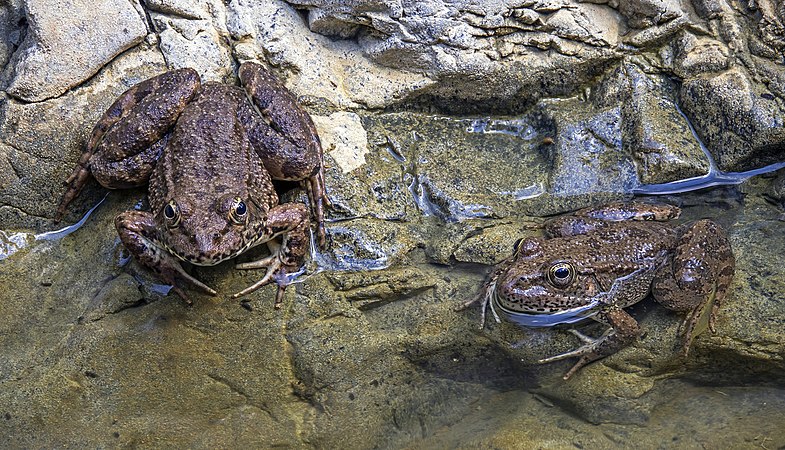 图为塞浦路斯埃利亚桥（Elia Bridge）下栖息的塞浦路斯水蛙（Pelophylax cypriensis）。