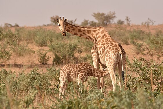 Girafe du Niger ou giraffa camelopardalis peralta avec son girafon sur la Réserve de Kouré. Photograph: Guides Peralta