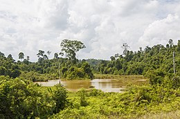 District Beluran, Sabah: Lake and rainforest near Melapi Sugut. (Image and Text: CEphoto)