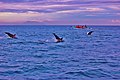 Image 101Dolphins in Lovina Beach, Singaraja. (from Tourism in Indonesia)