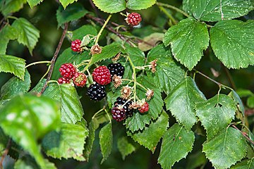 Brombeeren (Rubus sect. Rubus) in den Düdinger Mösern