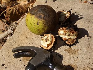 English: Black walnuts - one in its husk, and ...