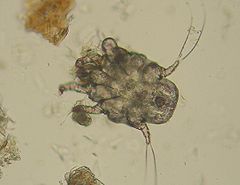 Description de l'image Ear mite 1.JPG.