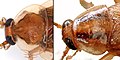 Pronota (shields behind the head) of the amber wood cockroach (left) and the German cockroach (right, with two dark longitudinal stripes) compared