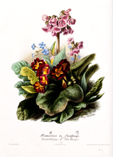 Espèces de primevère et de saxifraga.