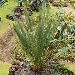 Description de l'image Encephalartos middelburgensis-IMG 9678.JPG.