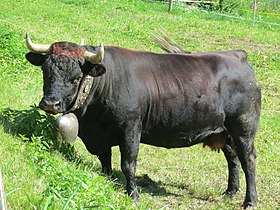 Une vache d'Hérens