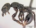 Eutetramorium, эндемик