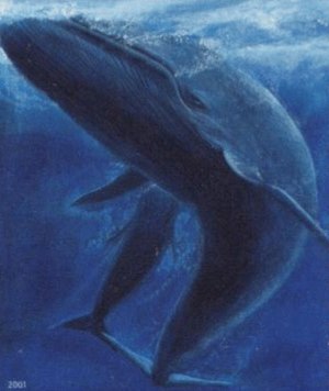 Balaenoptera musculus