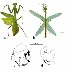 Stagmomantis tolteca is a species of praying mantis in the family Mantidae.