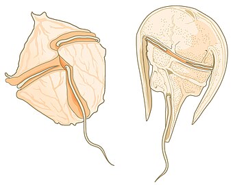 Many dinoflagellates are encased in cellulose armor and have two flagella that fit in grooves between the plates. Movement of these two perpendicular flagella causes a spinning motion.