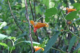 Common jewelweed