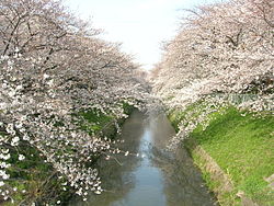 黒川両岸の桜