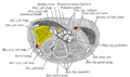 Transverse section across the wrist and digits. Trapezium is shown in yellow (labelled as "Greater Multang").