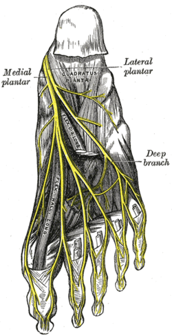 Medial plantar nerve - Wikipedia