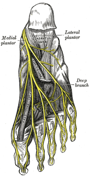 The plantar nerves.