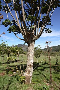 Nesto de granda pitango (Pitangus sulphuratus) ĉe la rando de bovina enfermejo proksime de El Copey de Dota, Kostariko