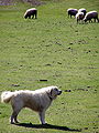 Pyrenean Mountain Dog