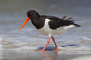 Liiw (Haematopus ostralegus) NT - near threatened (nai bi trüüwet)