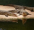 תנין היאור Crocodylus niloticus בחמת גדר