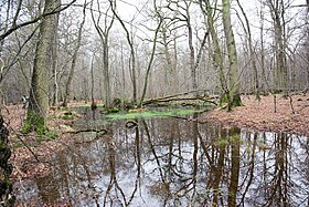 Image illustrative de l’article Forêt de Hambach