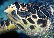 Becco appuntito della Hawksbill Turtle