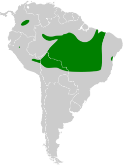 Distribución geográfica del titirijí gorgiestriado.