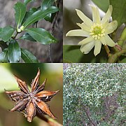 Illicium anisatum.