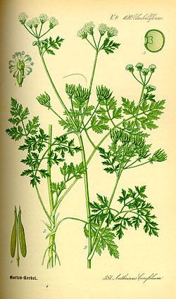 Εικονογράφηση του Anthriscus cerefolium.