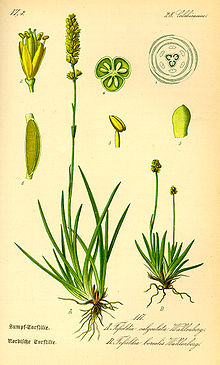 Иллюстрация Tofieldia calyculata0.jpg