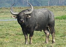 Индийский водяной буйвол Bubalus arnee от доктора Раджу Касамбе IMG 0347 (11) (обрезано) .jpg