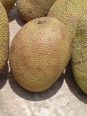 Jackfruit, the national fruit of Bangladesh.