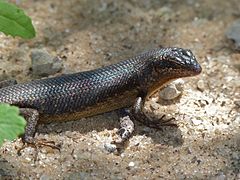 Description de l'image Karasburg Tree Skink (Trachylepis sparsa) (7014731341).jpg.