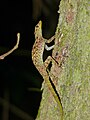 Gecko Cnemaspis kendallii