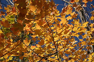 Deutsch: Herbstlaub im Kickapoo State Park. En...