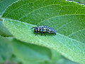 2. The Larvae that hatches from the egg is small and long and has 6 legs.