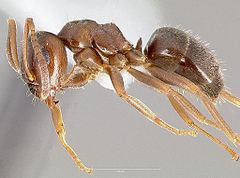 Description de l'image Lasius alienus casent0005401 profile 1.jpg.