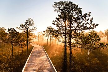 Passarela de madeira no pântano do parque natural Meenikunno, Estônia. (definição 3 500 × 2 333)