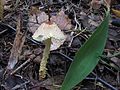 !!Lepiota clypeolaria!!