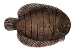 Miniatura para Achirus lineatus