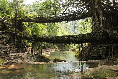 Ponti di radici viventi nel villaggio di Nongriat, Meghalaya