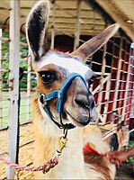 A llama at a petting zoo wearing a halter with a leash tied to a metal bar attached to it