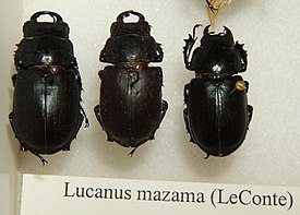 Lucanus mazama.