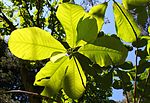Miniatura para Magnolia officinalis