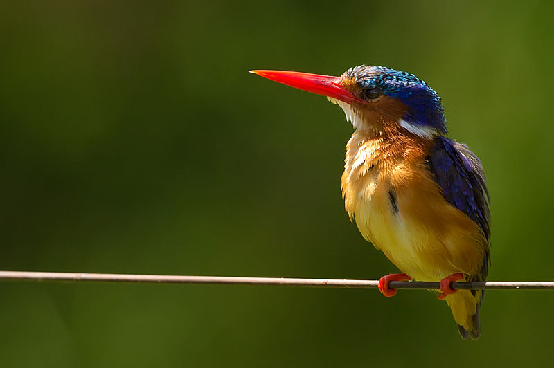 File:Malachite Kingfisher - Portrait.jpg