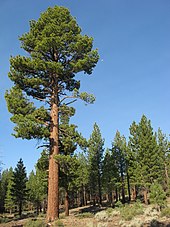 A stand of evergreen trees grow on a hillside. Their trunks, reddish and straight, aim toward a cloudless blue sky.