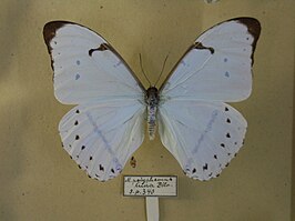 Morpho luna