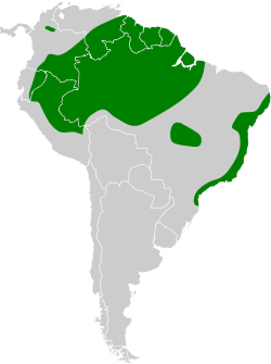 Distribución geográfica de la moscareta barbada.